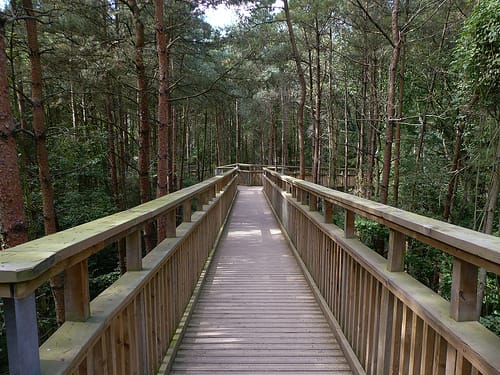 Bosque Salcey, caminando entre los árboles